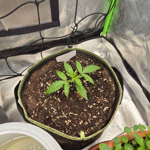 💚CHOCOLOPE 🍫 ☕️auto (56-63 BT) growlog timeline photo
