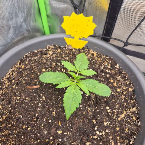 LSD auto (63-70 Tage ab Keimung) growlog timeline photo