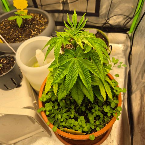 💚Bubba kush 🦝 (56-63 BT) growlog photo: Geht's immer besser🤩
