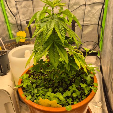 💚Bubba kush 🦝 (56-63 BT) growlog timeline photo