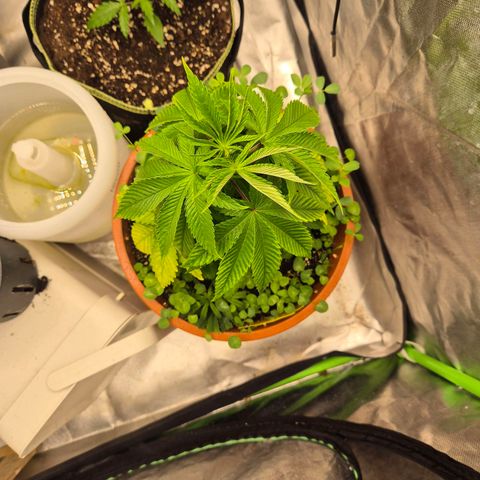 💚Bubba kush 🦝 (56-63 BT) growlog photo: Geht's immer besser🤩