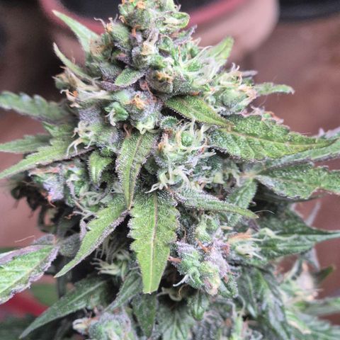 Anna, CBD (49-56BT/77- 84 Tage nach Keimung) growlog timeline photo
