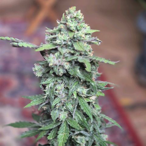 Anna, CBD (49-56BT/77- 84 Tage nach Keimung) growlog timeline photo
