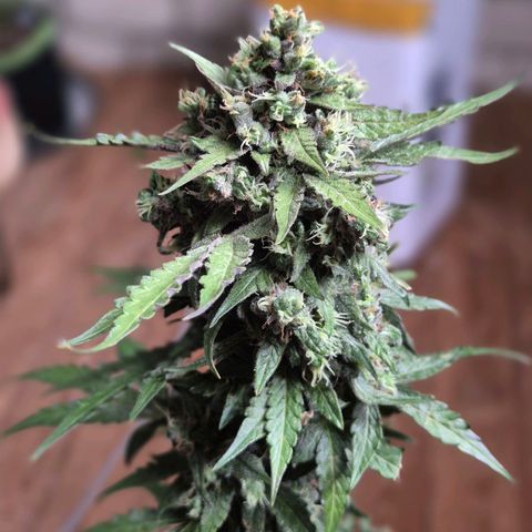 Anna, CBD (49-56BT/77- 84 Tage nach Keimung) growlog timeline photo
