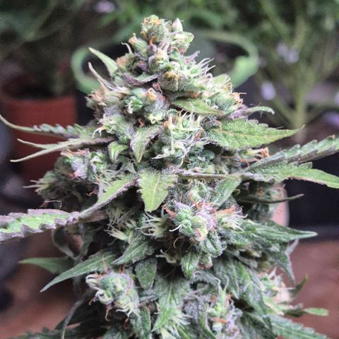 Anna, CBD (49-56BT/77- 84 Tage nach Keimung) growlog timeline photo