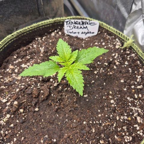 Tangerine dream 🌴 (60-65bt)  growlog timeline photo