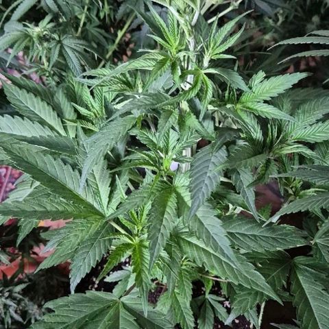 Ice cream cake 🍰 & permanent marker🖊(65-73bt) growlog timeline photo