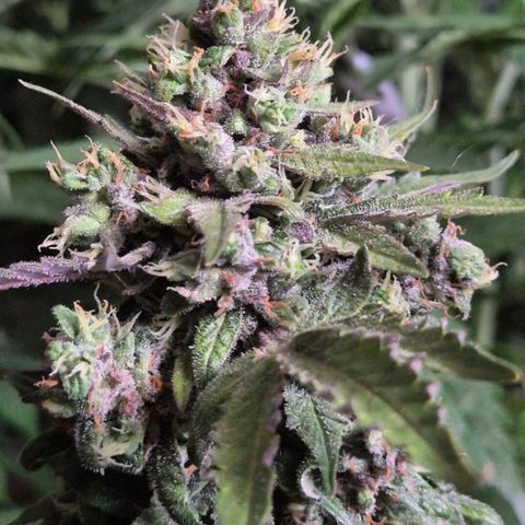 Anna, CBD (49-56BT/77- 84 Tage nach Keimung) growlog timeline photo