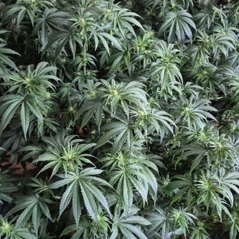 WTF- Königin Mimosa evo 👑👑👑 (65-70bt) growlog timeline photo