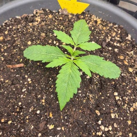 LSD auto (63-70 Tage ab Keimung) growlog timeline photo