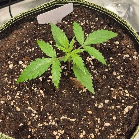 💚CHOCOLOPE 🍫 ☕️auto (56-63 BT) growlog timeline photo