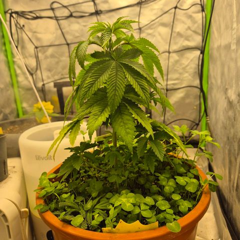 💚Bubba kush 🦝 (56-63 BT) growlog timeline photo