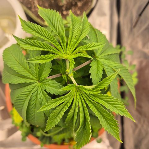 💚Bubba kush 🦝 (56-63 BT) growlog timeline photo