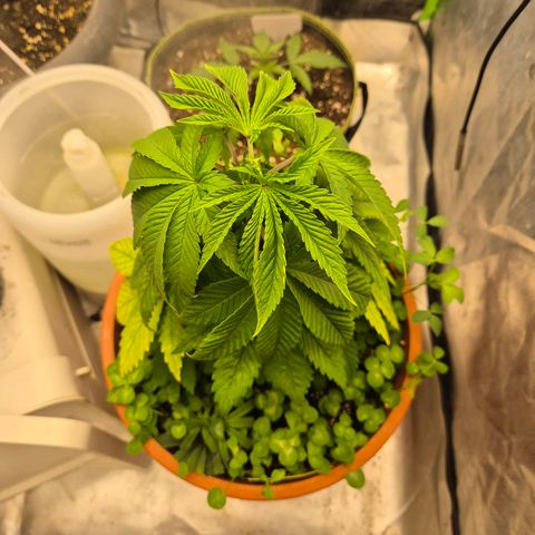 💚Bubba kush 🦝 (56-63 BT) growlog timeline photo