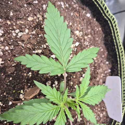 💚CHOCOLOPE 🍫 ☕️auto (56-63 BT) growlog timeline photo