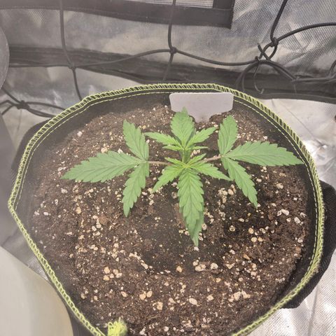 💚CHOCOLOPE 🍫 ☕️auto (56-63 BT) growlog timeline photo