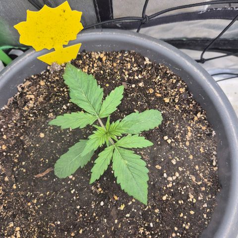 LSD auto (63-70 Tage ab Keimung) growlog timeline photo