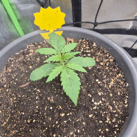 LSD auto (63-70 Tage ab Keimung) growlog timeline photo