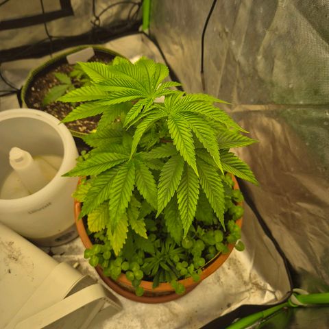 💚Bubba kush 🦝 (56-63 BT) growlog timeline photo