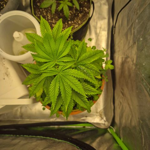 💚Bubba kush 🦝 (56-63 BT) growlog timeline photo