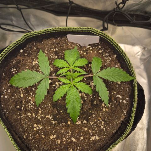 💚CHOCOLOPE 🍫 ☕️auto (56-63 BT) growlog timeline photo