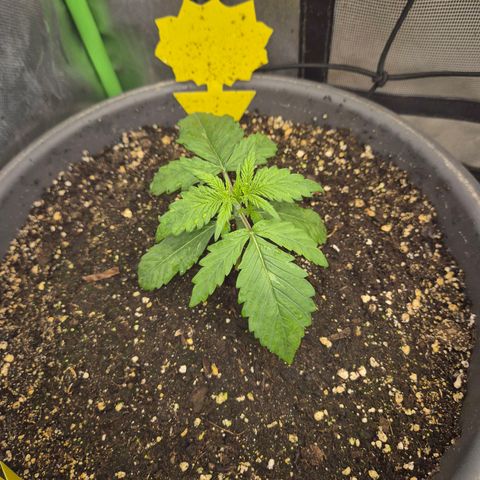 LSD auto (63-70 Tage ab Keimung) growlog timeline photo