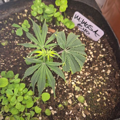 Mimosa evo stecki  🍊🍋🍍 (65-70bt) growlog timeline photo