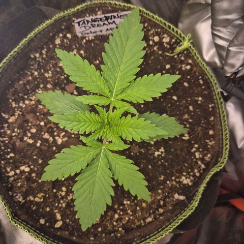 Tangerine dream 🌴 (60-65bt)  growlog timeline photo