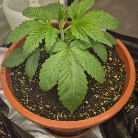 ICE 💚🧊 (63-70bt) growlog timeline photo