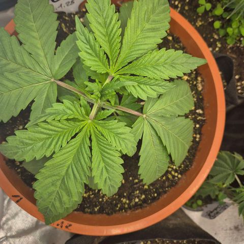 ICE 💚🧊 (63-70bt) growlog timeline photo
