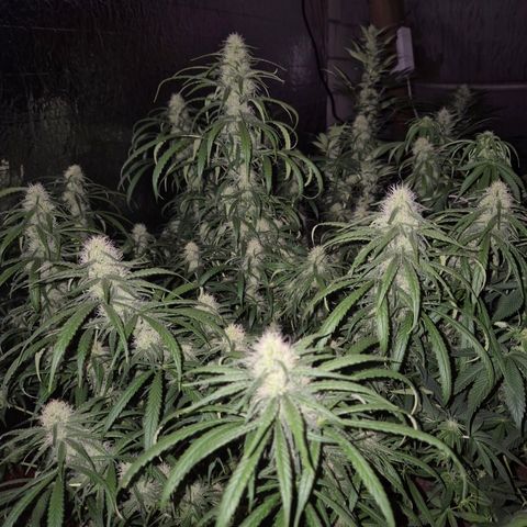 Afghani #1 (45-50bt) growlog timeline photo