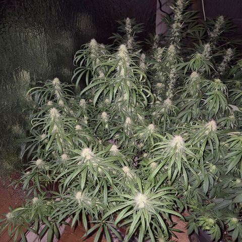 Afghani #1 (45-50bt) growlog timeline photo
