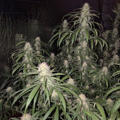 Afghani #1 (45-50bt) growlog timeline photo