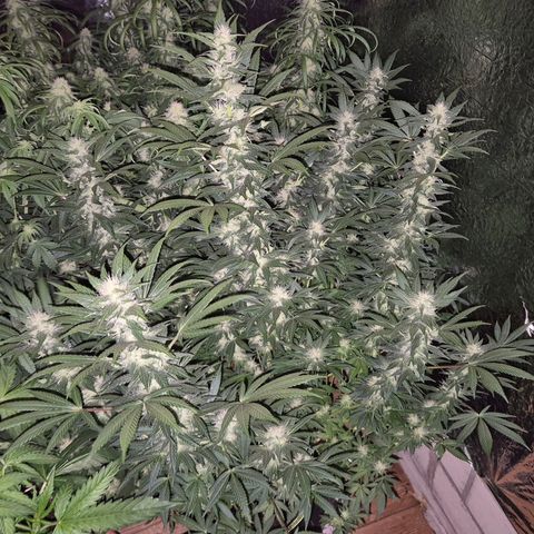 Biscotti (56-70bt) growlog timeline photo