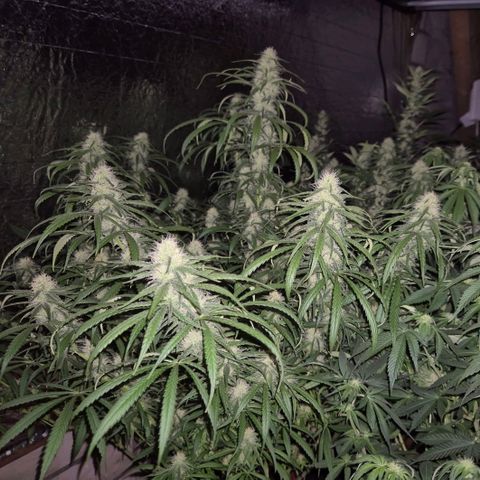 Afghani #1 (45-50bt) growlog timeline photo