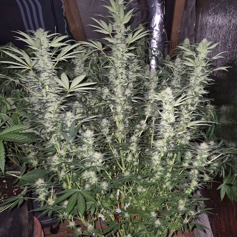 Biscotti (56-70bt) growlog timeline photo