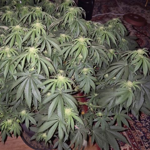 WTF- Königin Mimosa evo 👑👑👑 (65-70bt) growlog timeline photo