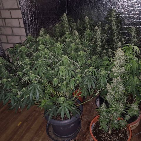 WTF- Königin Mimosa evo 👑👑👑 (65-70bt) growlog timeline photo