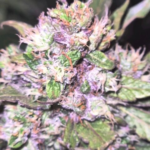 Anna, CBD (49-56BT/77- 84 Tage nach Keimung) growlog timeline photo