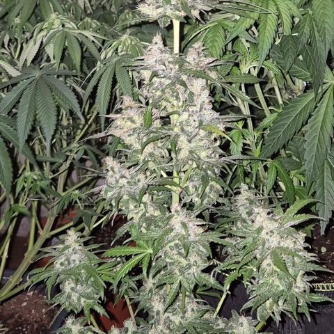 Anna, CBD (49-56BT/77- 84 Tage nach Keimung) growlog timeline photo