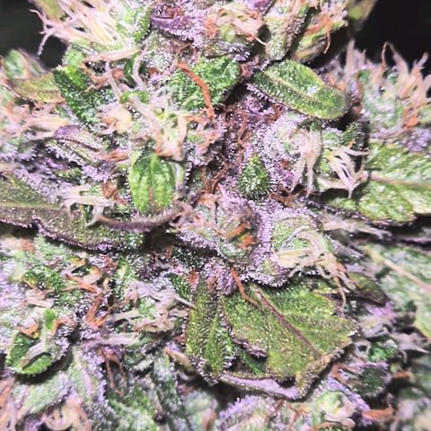Anna, CBD (49-56BT/77- 84 Tage nach Keimung) growlog timeline photo