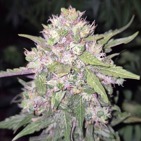 Anna, CBD (49-56BT/77- 84 Tage nach Keimung) growlog timeline photo