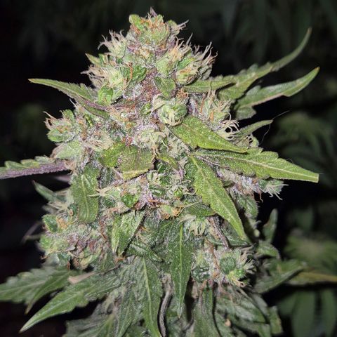 Anna, CBD (49-56BT/77- 84 Tage nach Keimung) growlog timeline photo