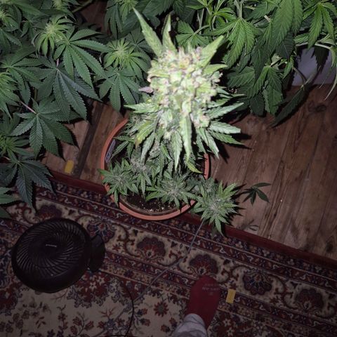 Anna, CBD (49-56BT/77- 84 Tage nach Keimung) growlog timeline photo