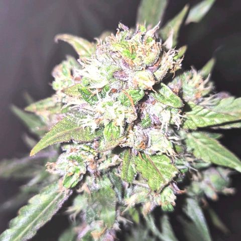 Anna, CBD (49-56BT/77- 84 Tage nach Keimung) growlog timeline photo