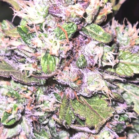 Anna, CBD (49-56BT/77- 84 Tage nach Keimung) growlog timeline photo