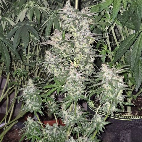 Anna, CBD (49-56BT/77- 84 Tage nach Keimung) growlog timeline photo