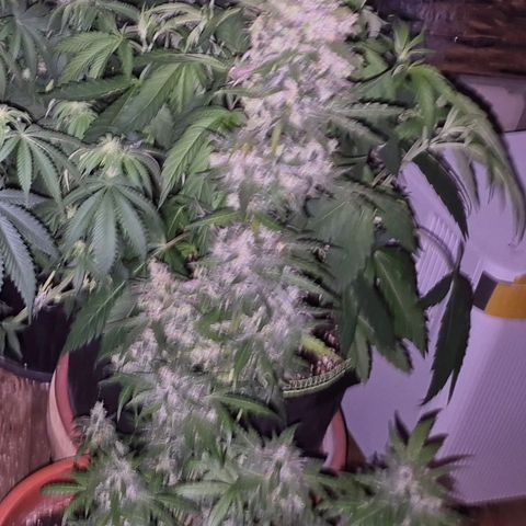 Anna, CBD (49-56BT/77- 84 Tage nach Keimung) growlog timeline photo