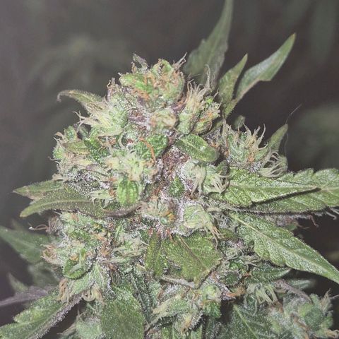Anna, CBD (49-56BT/77- 84 Tage nach Keimung) growlog timeline photo