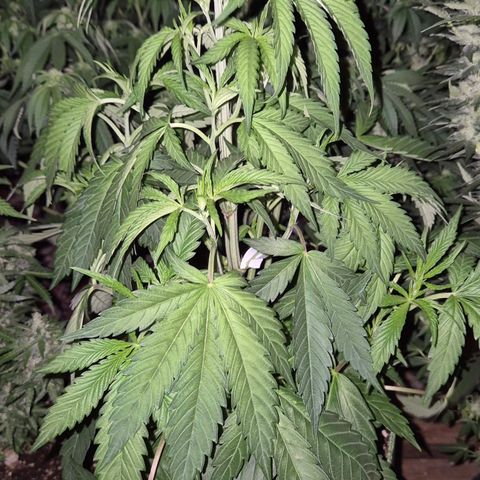 Ice cream cake 🍰 & permanent marker🖊(65-73bt) growlog timeline photo